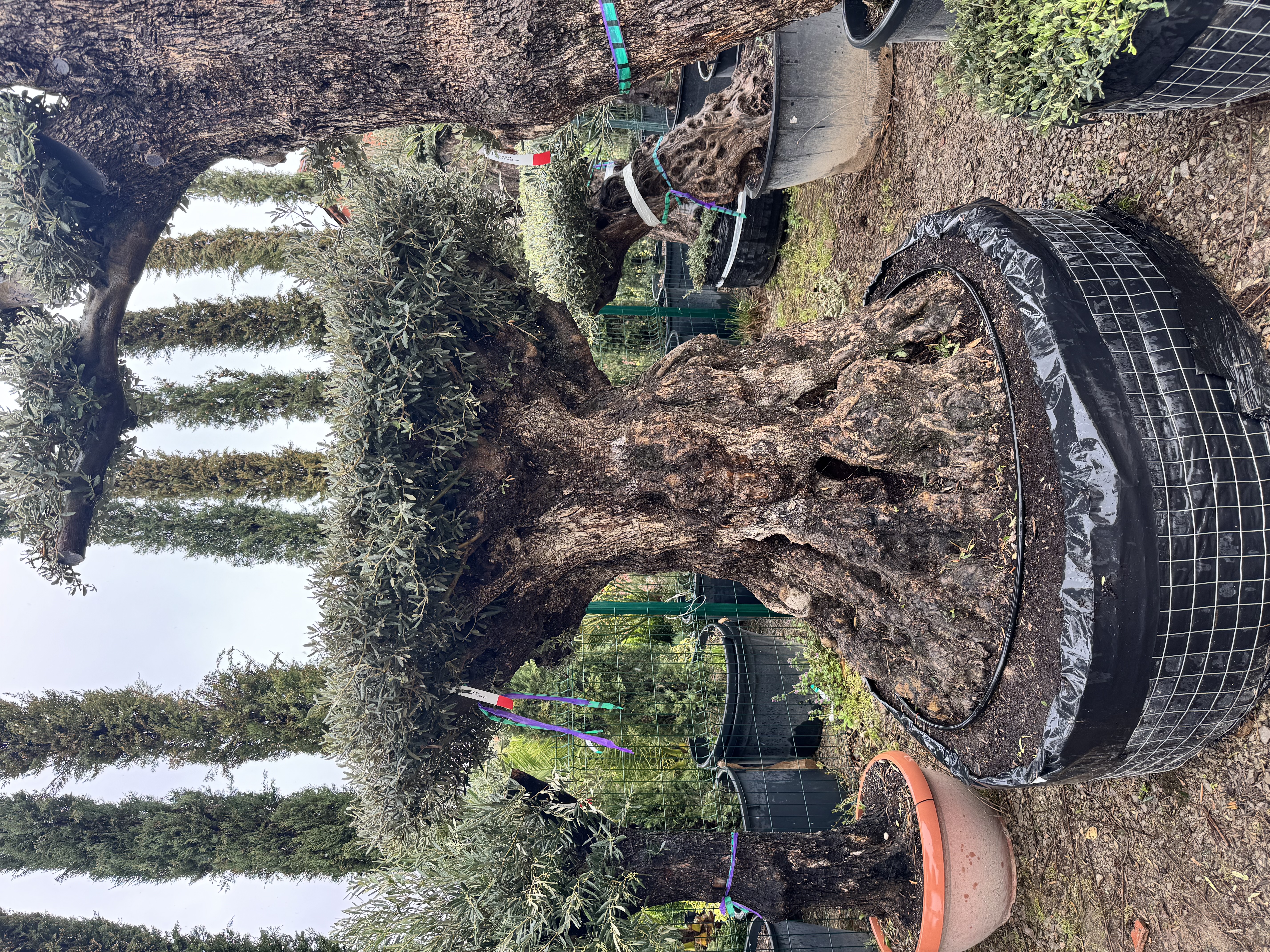 Koleksioni i Pemëve