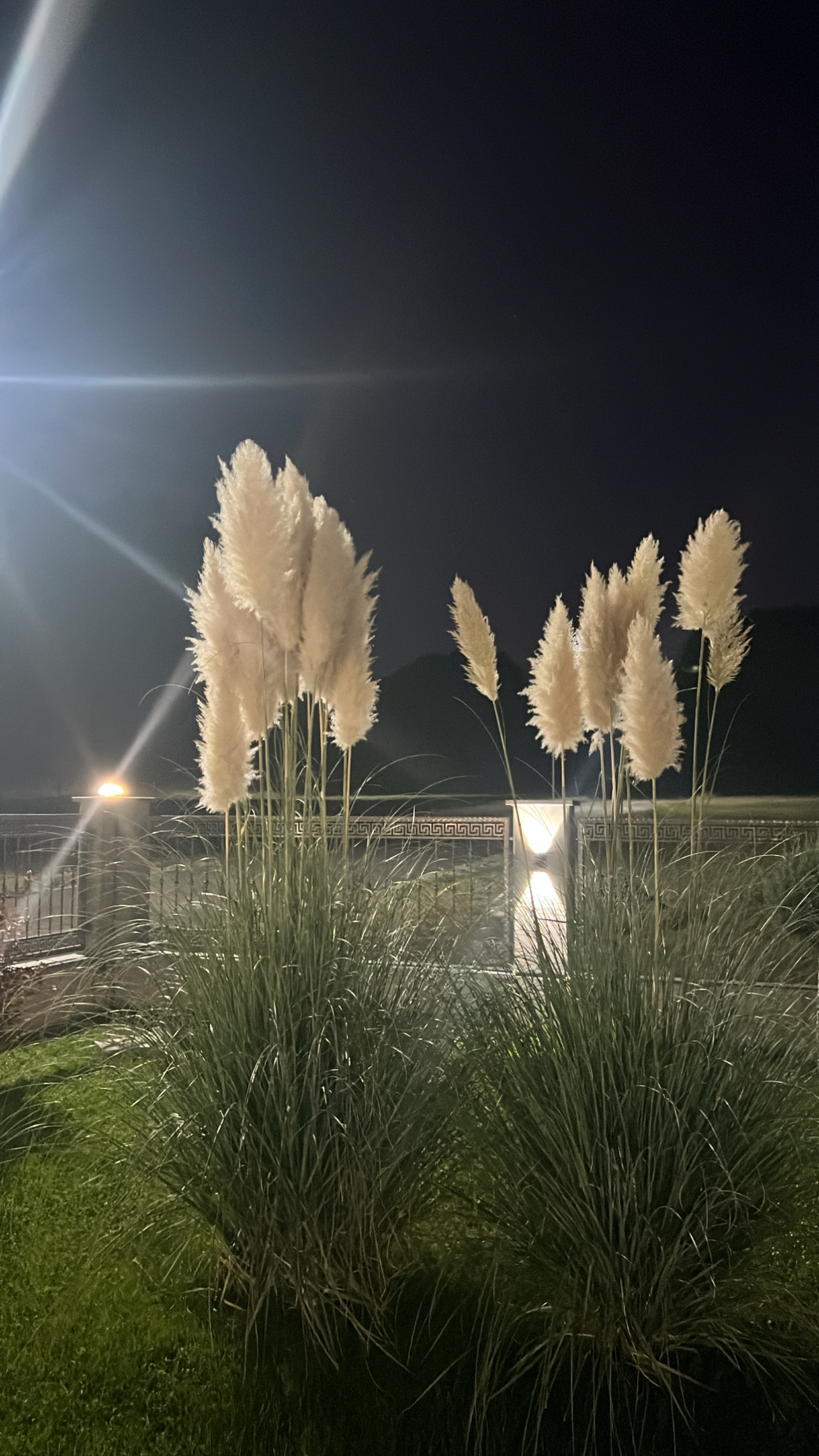 Bari Pampas